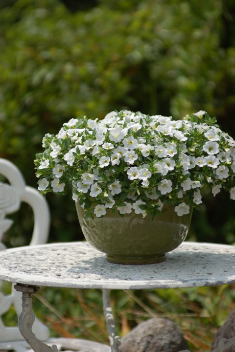 Calibrachoa-Million-Bells-Trailing-White-301