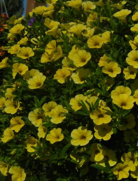 Calibrachoa-Million-Bells-Trailing-Yellow-001