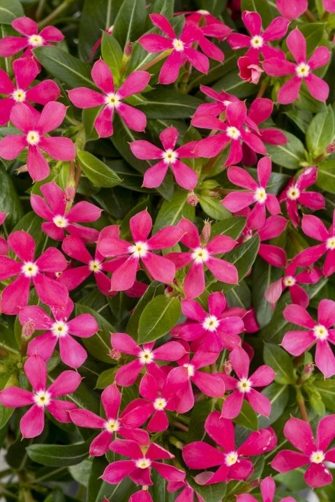 Catharanthus Soiree Kawaii Coral_Z6S0483