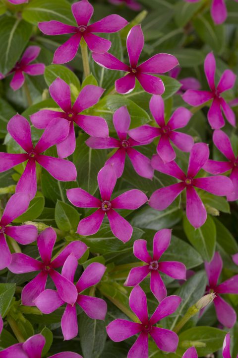 Catharanthus Soiree Kawaii Lavender_Z6S0480