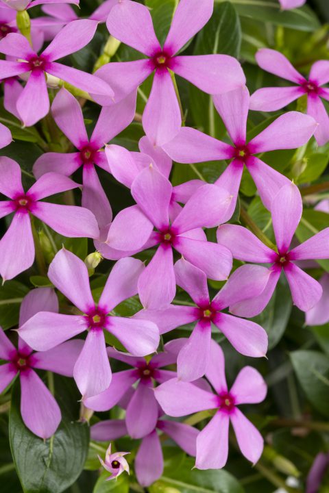 Catharanthus Soiree Kawaii Light Purple_Z6S0474