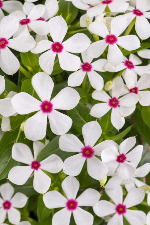 Catharanthus Soiree Kawaii White Peppermint_Z6S0466