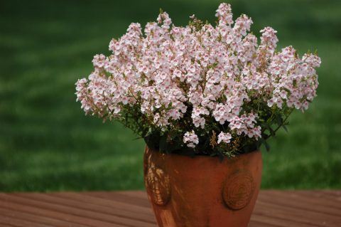 Diascia-Sundiascia-Upright-Blush-White-301