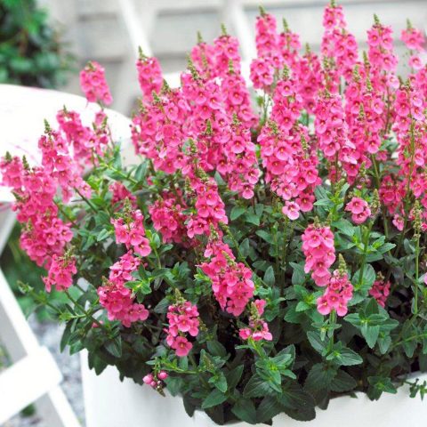 Diascia-Sundiascia-Upright-Bright-Pink-302