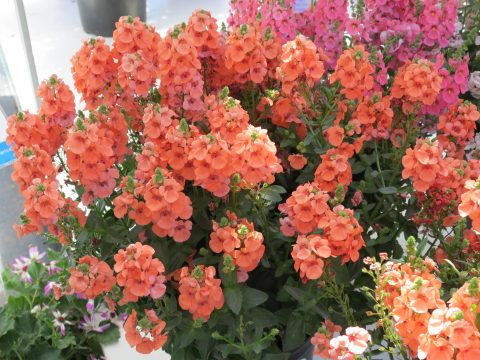 Diascia-Sundiascia-Upright-Peach-301