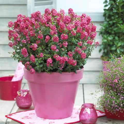 Diascia-Sundiascia-Upright-Rose-Pink-302