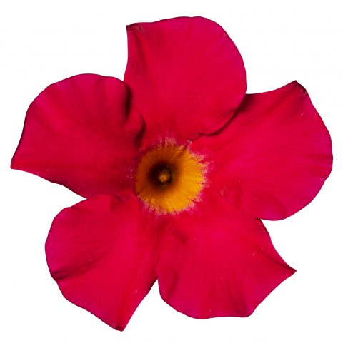 Dipladenia Sundenia Coral_Z6S2020