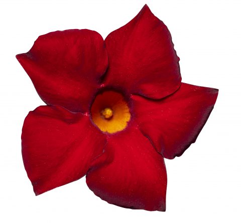 Dipladenia Sundenia Crimson_Z6S2027