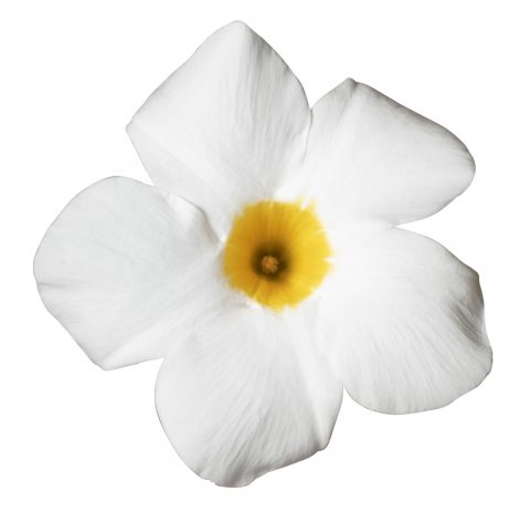 Dipladenia Sundenia White_Z6S2009