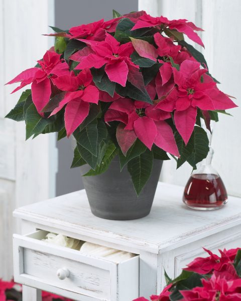 Euphorbia-Princettia-Dark-Pink-301