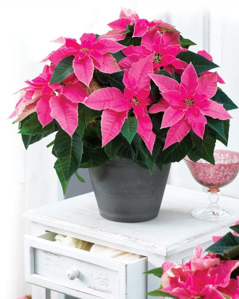 Euphorbia-Princettia-Hot-Pink-301