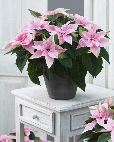 Euphorbia-Princettia-Pink-302