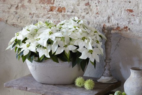 Poinsettia Pure White