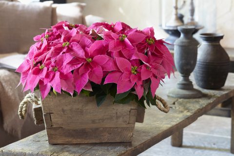 Poinsettia Queen Pink