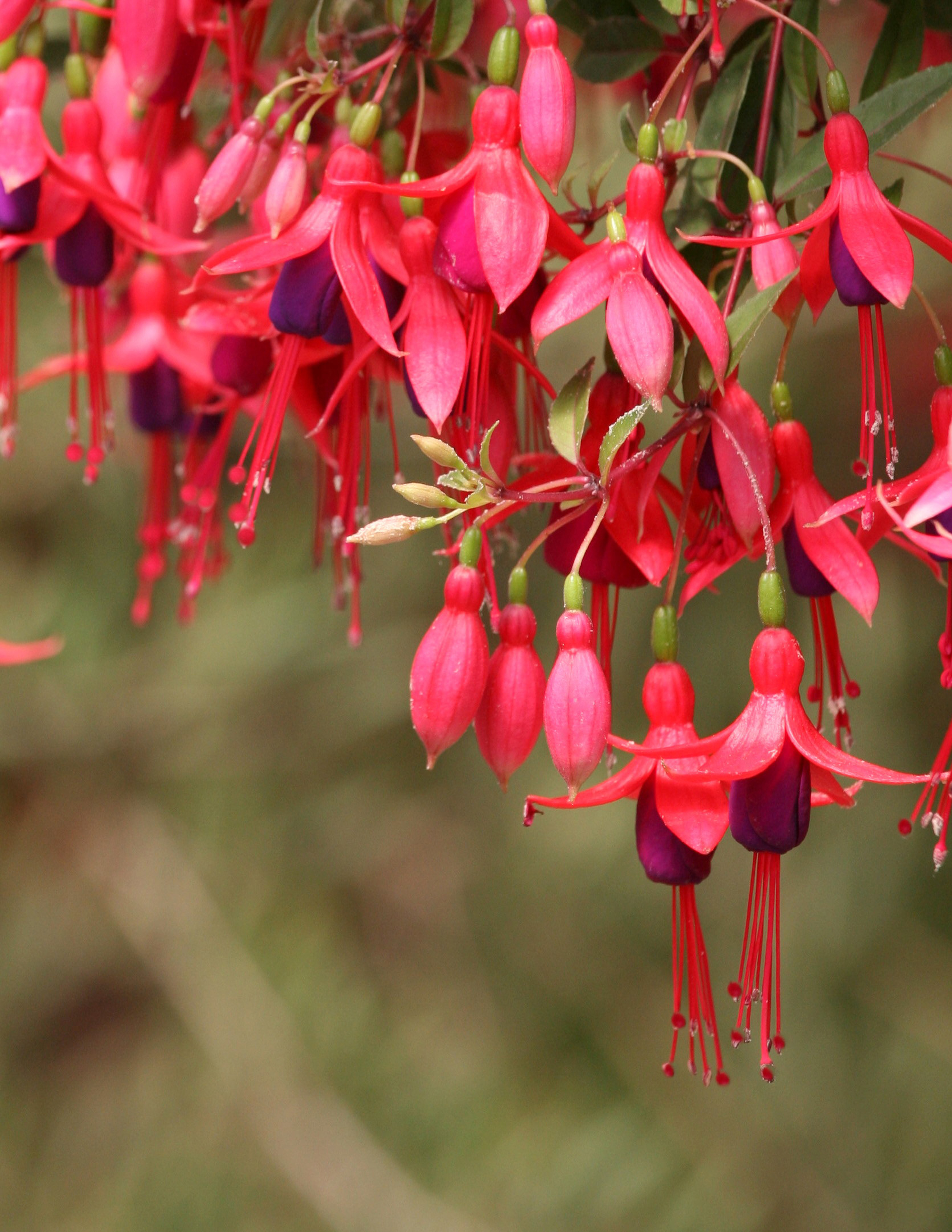 Fuschia-Angel-Earrings-Dainty-001