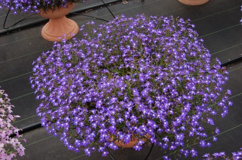 Lobelia-Suntory-Lobelia-Trailing-Blue-with-Eye-301
