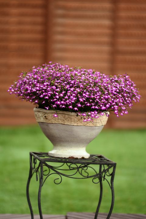 Lobelia-Suntory-Lobelia-Trailing-Purple-with-Eye-301