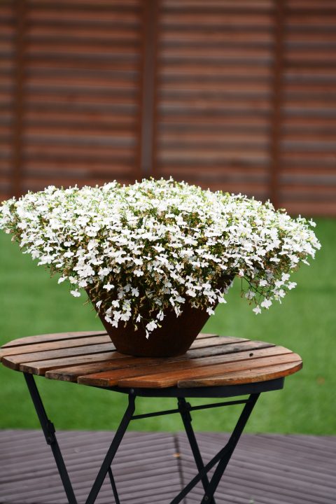 Lobelia-Suntory-Lobelia-Trailing-White-301