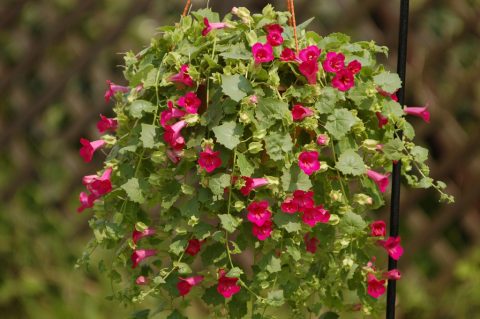 Lophospermum-Lofos-Compact-Rose-302