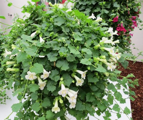 Lophospermum-Lofos-Compact-White-302