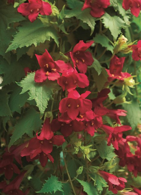 Lophospermum-Lofos-Wine-Red-001