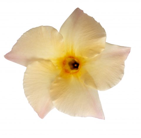 Mandevilla SunParasol Apricot_Z6S4110