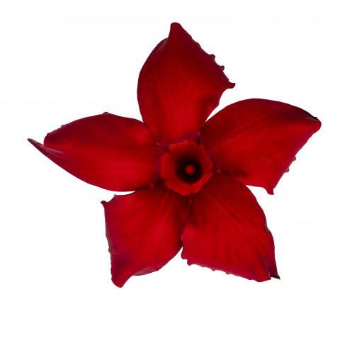 Mandevilla SunParasol Garden Crimson_Z6S4096