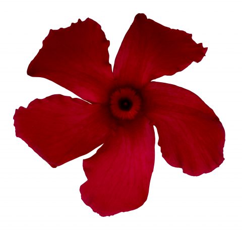 Mandevilla SunParasol Giant Crimson_Z6S4120