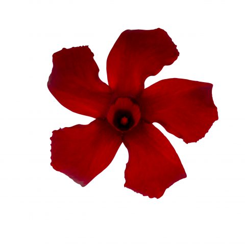 Mandevilla SunParasol Pretty Crimson_Z6S4092