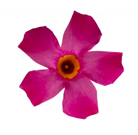 Mandevilla SunParasol Pretty Pink_Z6S4094