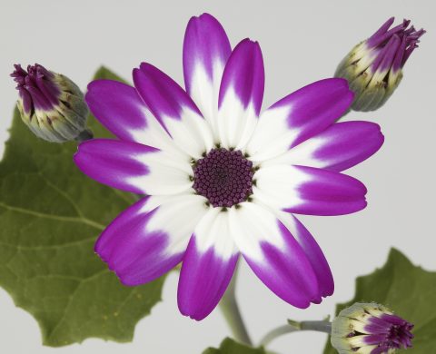 Pericallis-BabySenetti-MagentaBicolor-001