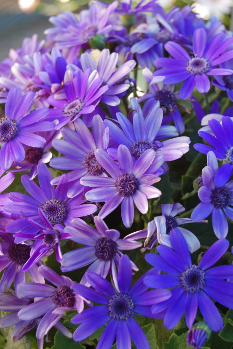 Pericallis-BabySenetti-TrueBlue-001