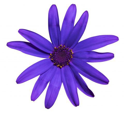 Pericallis Senetti Deep Blue_Z6S1887