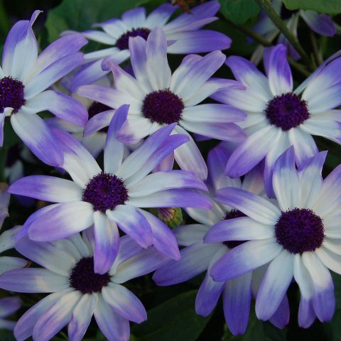 Pericallis-Senetti-LightBlueBicolor-001
