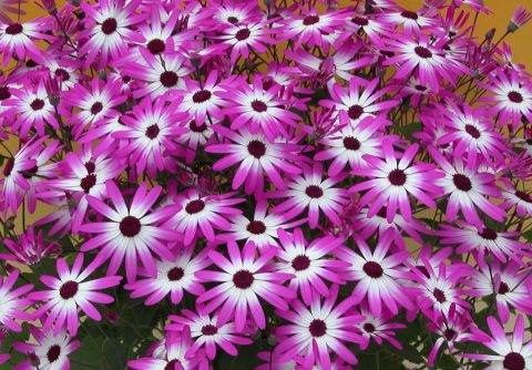 Pericallis-Senetti-MagentaBicolor-001