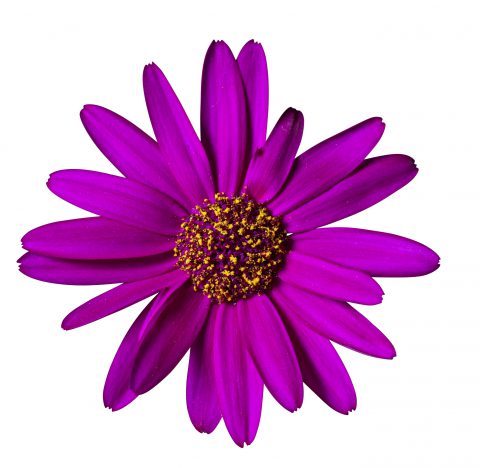 Pericallis Senetti Magenta_Z6S1953