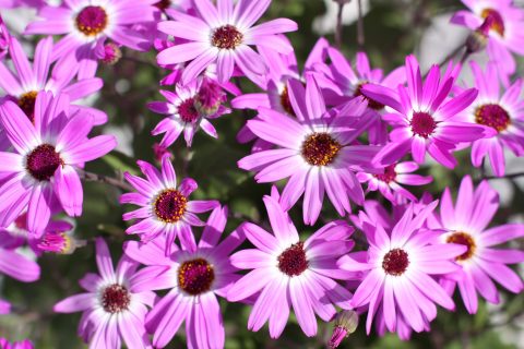 Pericallis-Senetti-PinkBicolor-001