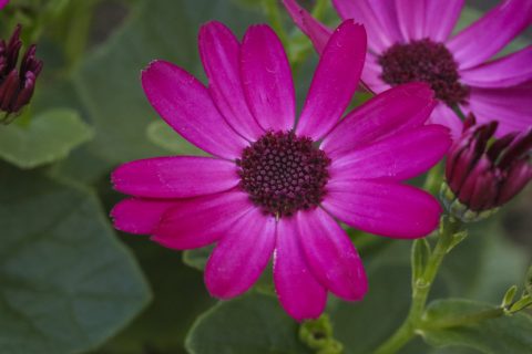 Pericallis-Senetti-RubyRed-001