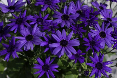 Pericallis-Senetti-SuperBlue-001