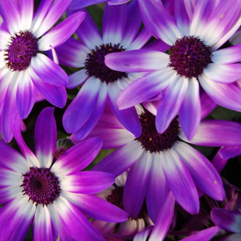 Pericallis-Senetti-VioletBicolor-001