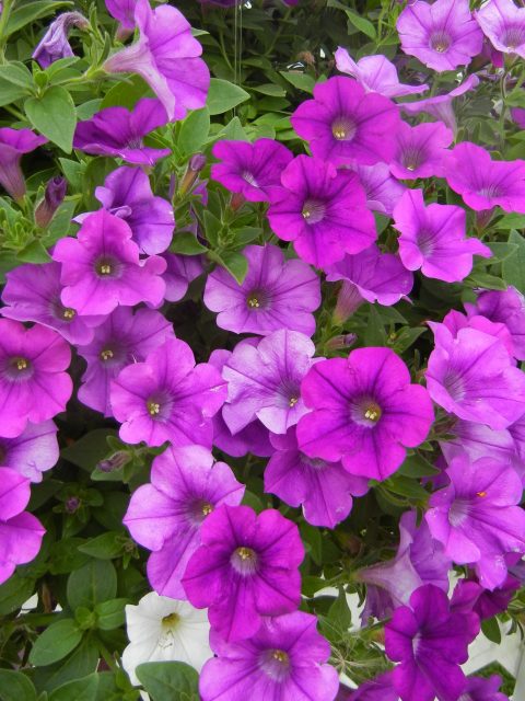 Petunia-Surfinia-Baby-Compact-Purple-001