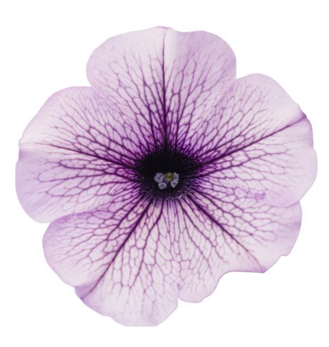 Petunia Surfinia Blue Veined_Z6S2180