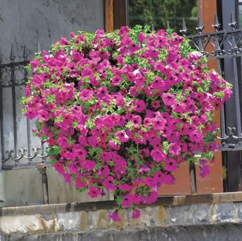 Petunia-Surfinia-Brilliant-Pink-001