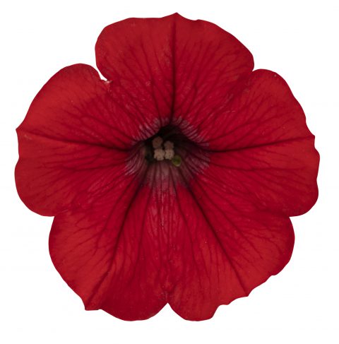 Petunia Surfinia Deep Red_Z6S2164