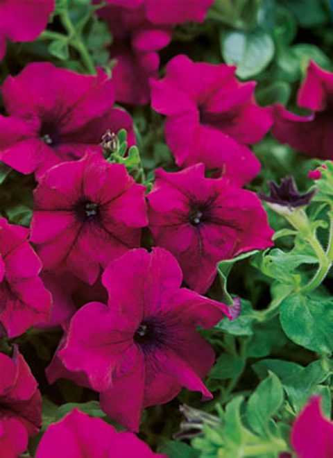 Petunia-Surfinia-Magenta-001