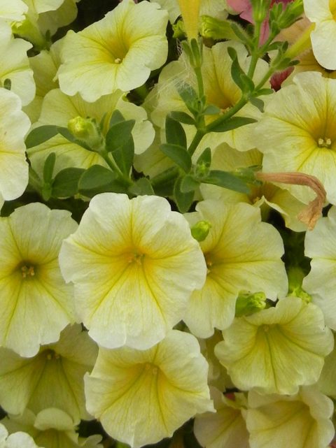 Petunia-Surfinia-Mounding-Patio-Yellow-001