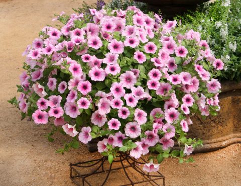 Petunia-Surfinia-Pink-Veined-301