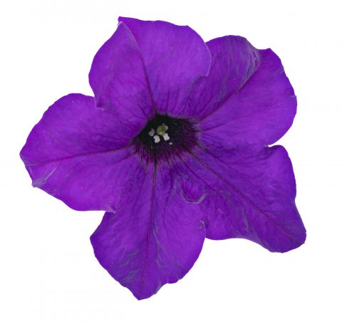 Petunia Surfinia Purple Majesty_Z6S2188
