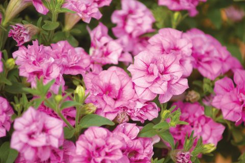 Petunia-Surfinia-Summer-Double-Pink-001