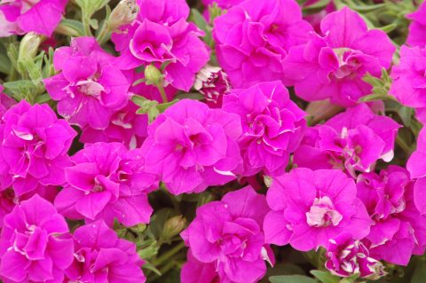 Petunia-Surfinia-Summer-Double-Rose-001
